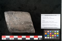Foto (Objekt + Etikett) von Calamites communis Ettingshausen (NHMW-GEO-2024-0188-10959)